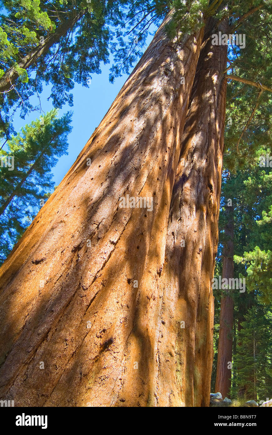 Redwood árboles Sequoia National Park, California, EE.UU. Foto de stock