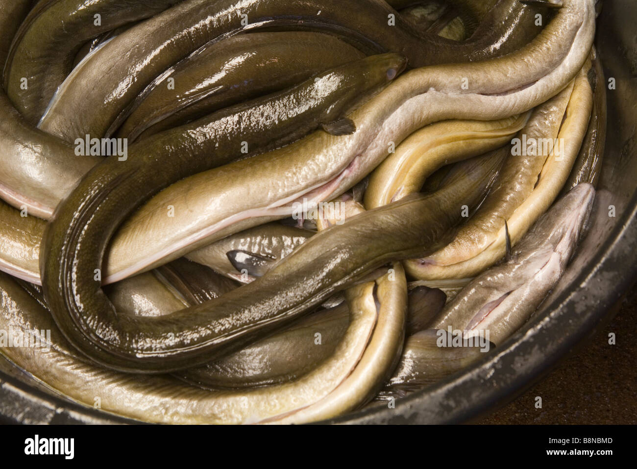 Eel Anguilla Anguilla Fish Fotos E Imagenes De Stock Alamy
