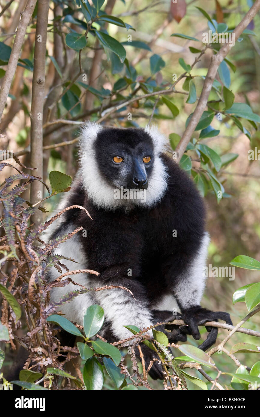 Black white ruffed lemur de Madagascar Foto de stock