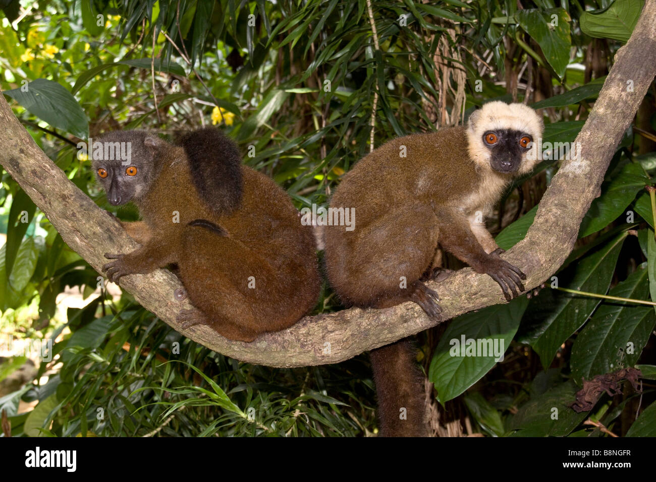 Masculino femenino fachada blanca Lemur marrón en Nosy Mangabe Madagascar Foto de stock