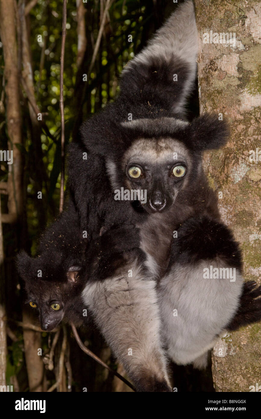 Indri hembra con jóvenes Madagascar Foto de stock