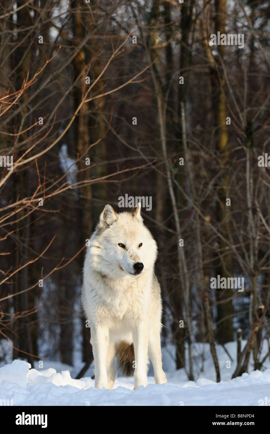Fase blanco macho Alfa Gris (Gris) Lobo (Eastern Timberwolf) en las primeras horas de la mañana la luz domina el resto del pack Foto de stock