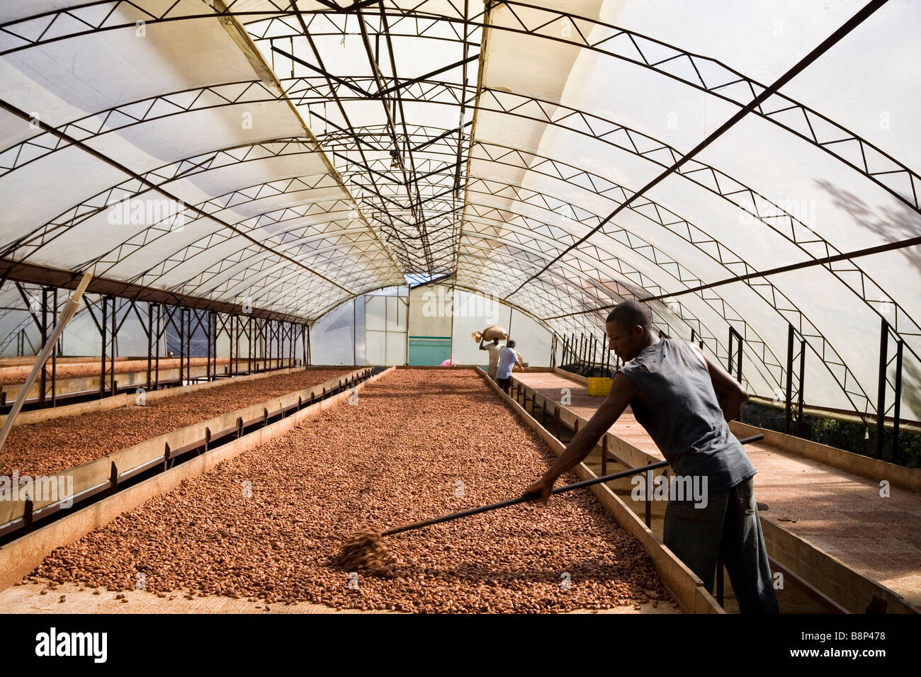 Procesamiento de cacao fotografías e imágenes de alta resolución Alamy
