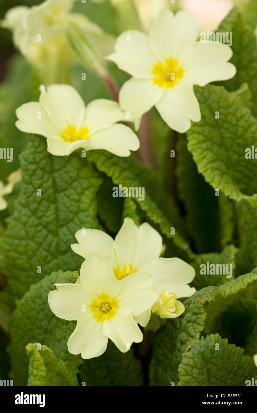 Las primaveras amarillas (Primula vulgaris) florecen a principios de la primavera en el sur de Inglaterra, Reino Unido Foto de stock
