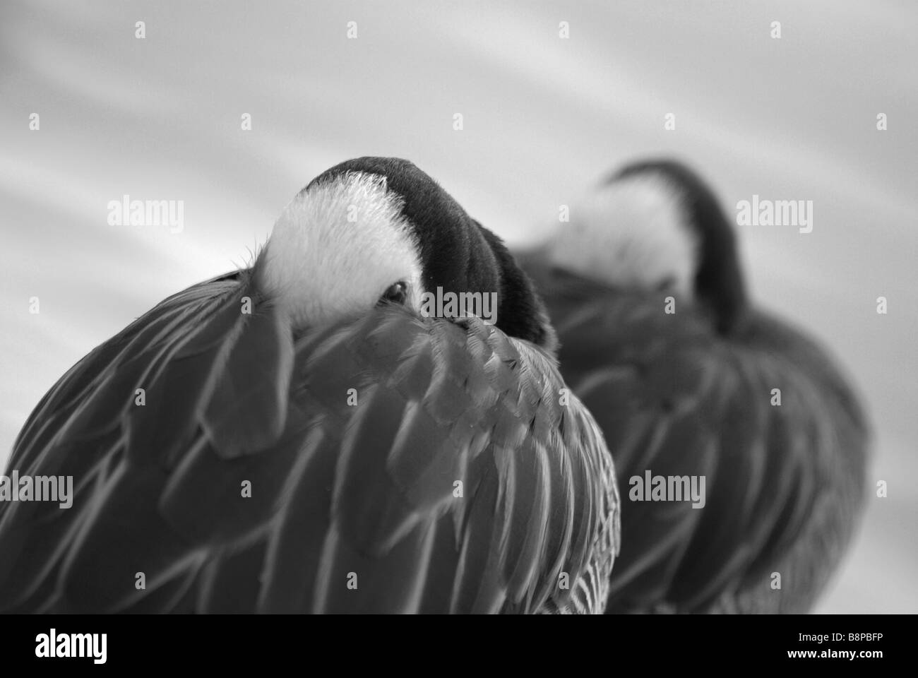 Las aves en la reserva natural de humedales Foto de stock