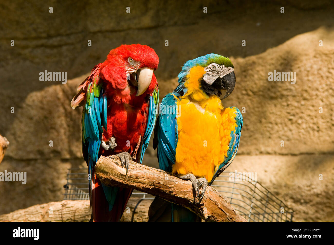 Amazon guacamayos azules y rojas el Zoo de San Antonio TX Texas aves exóticas afuera atracción turística popular Foto de stock