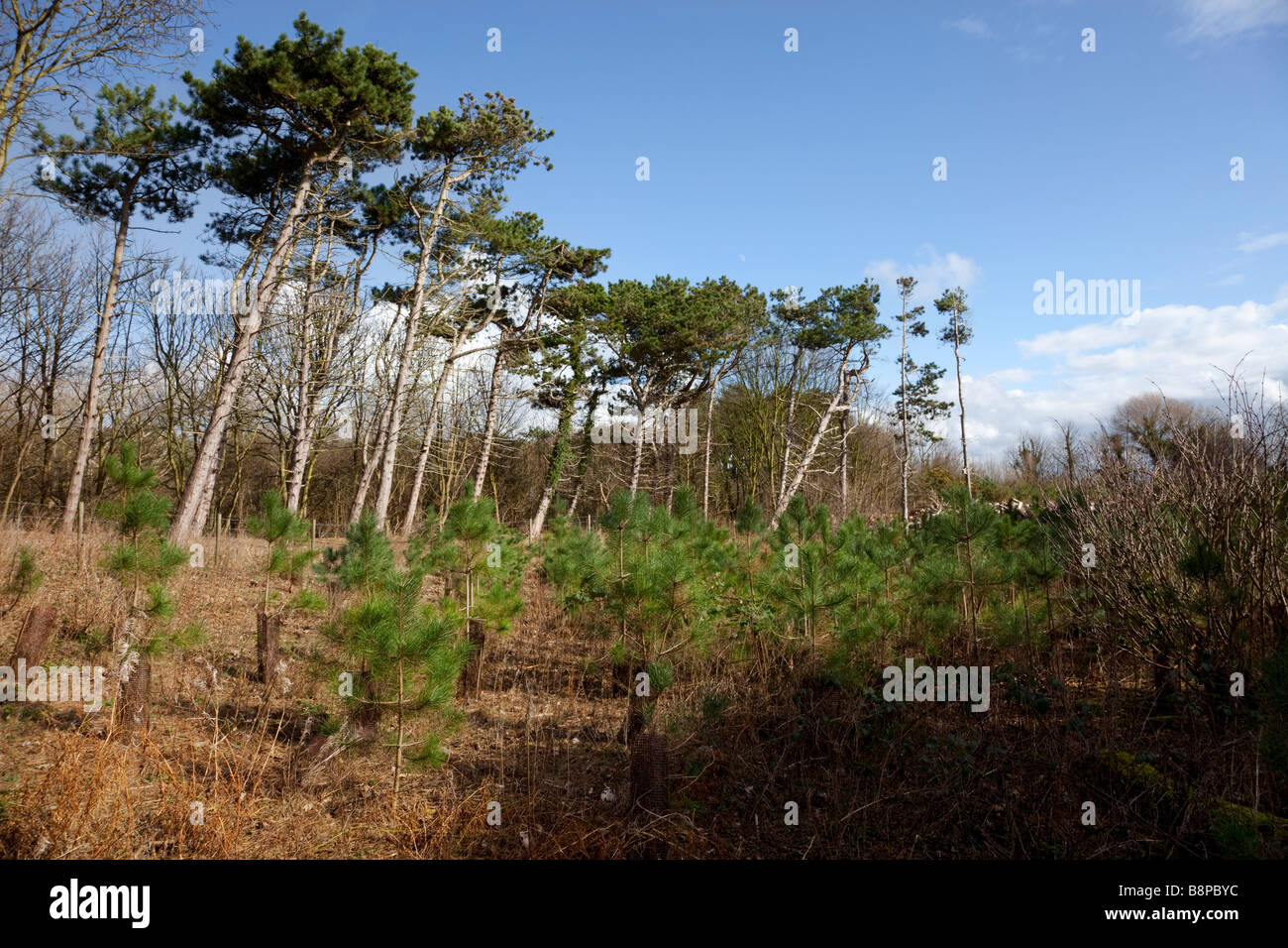 Costa Sefton gestión forestal Foto de stock