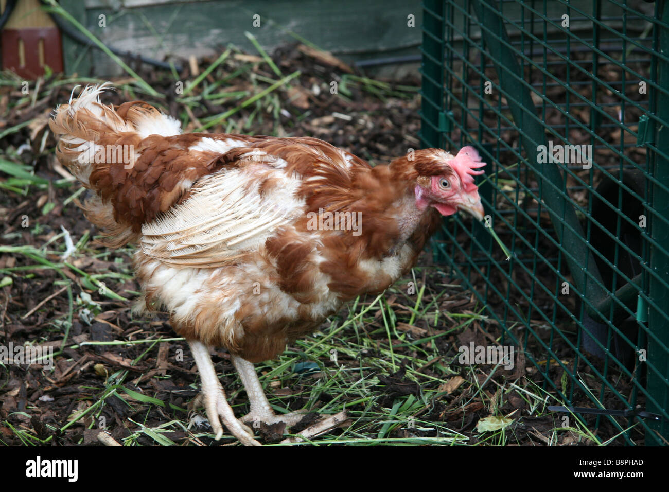 Ex-batería gallina que disfrutan de libertad de un jardín Foto de stock