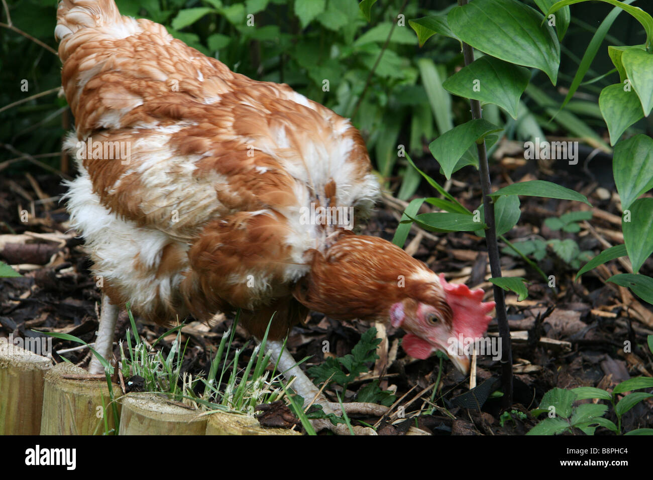 Ex-batería gallina que disfrutan de libertad de un jardín Foto de stock