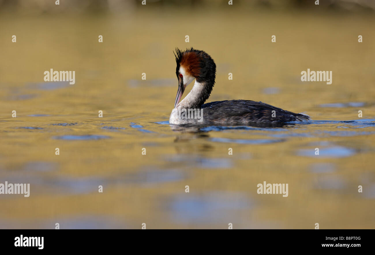 Somormujo lavanco Podiceps cristatus Foto de stock