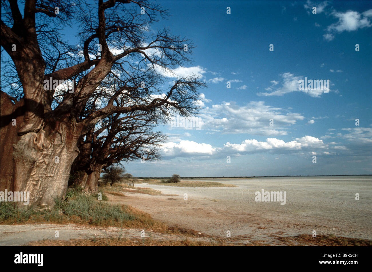 Baines Baobabs Foto de stock