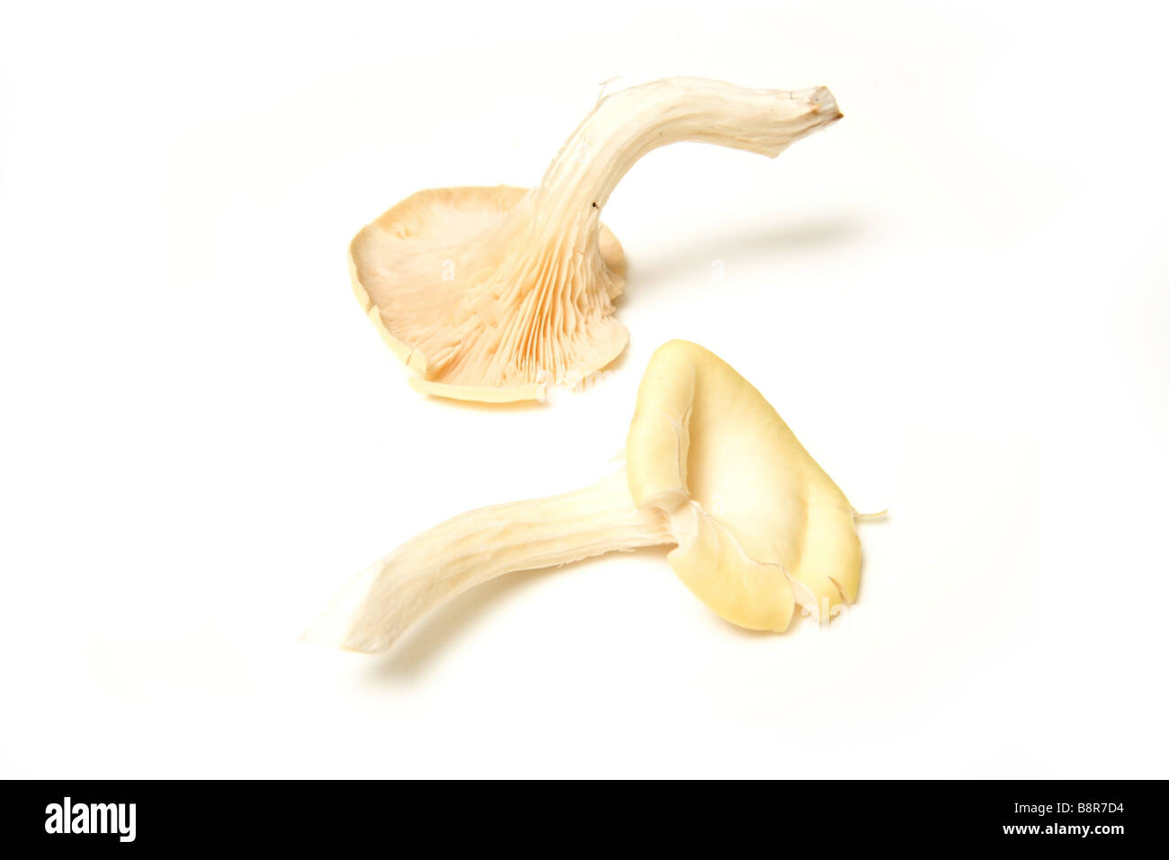 Setas ostra aislado sobre un fondo blanco studio Foto de stock