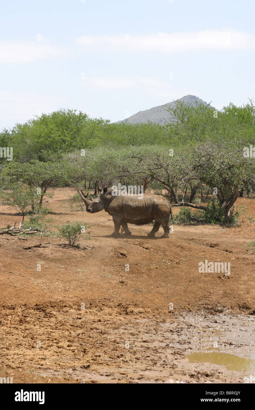 Imagen de algunos de los animales silvestres en África Foto de stock