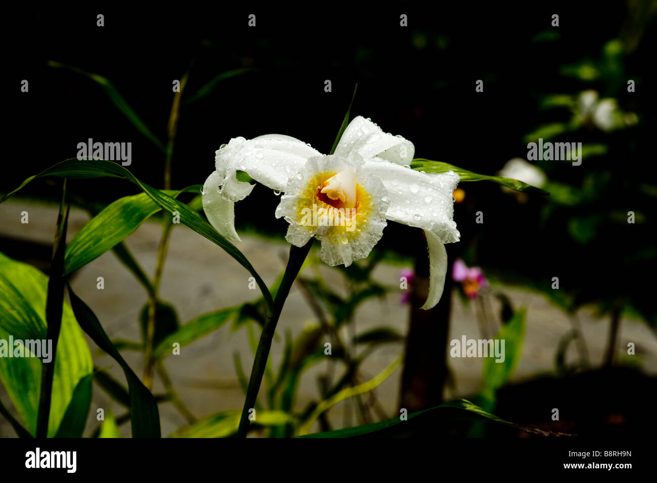 Orquídea de un día fotografías e imágenes de alta resolución - Alamy