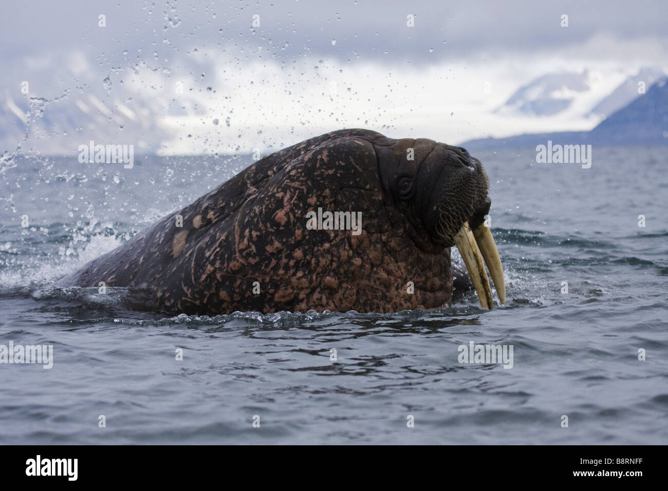 La morsa (Odobenus rosmarus), retrato, Noruega, Svalbard Fotografía de  stock - Alamy