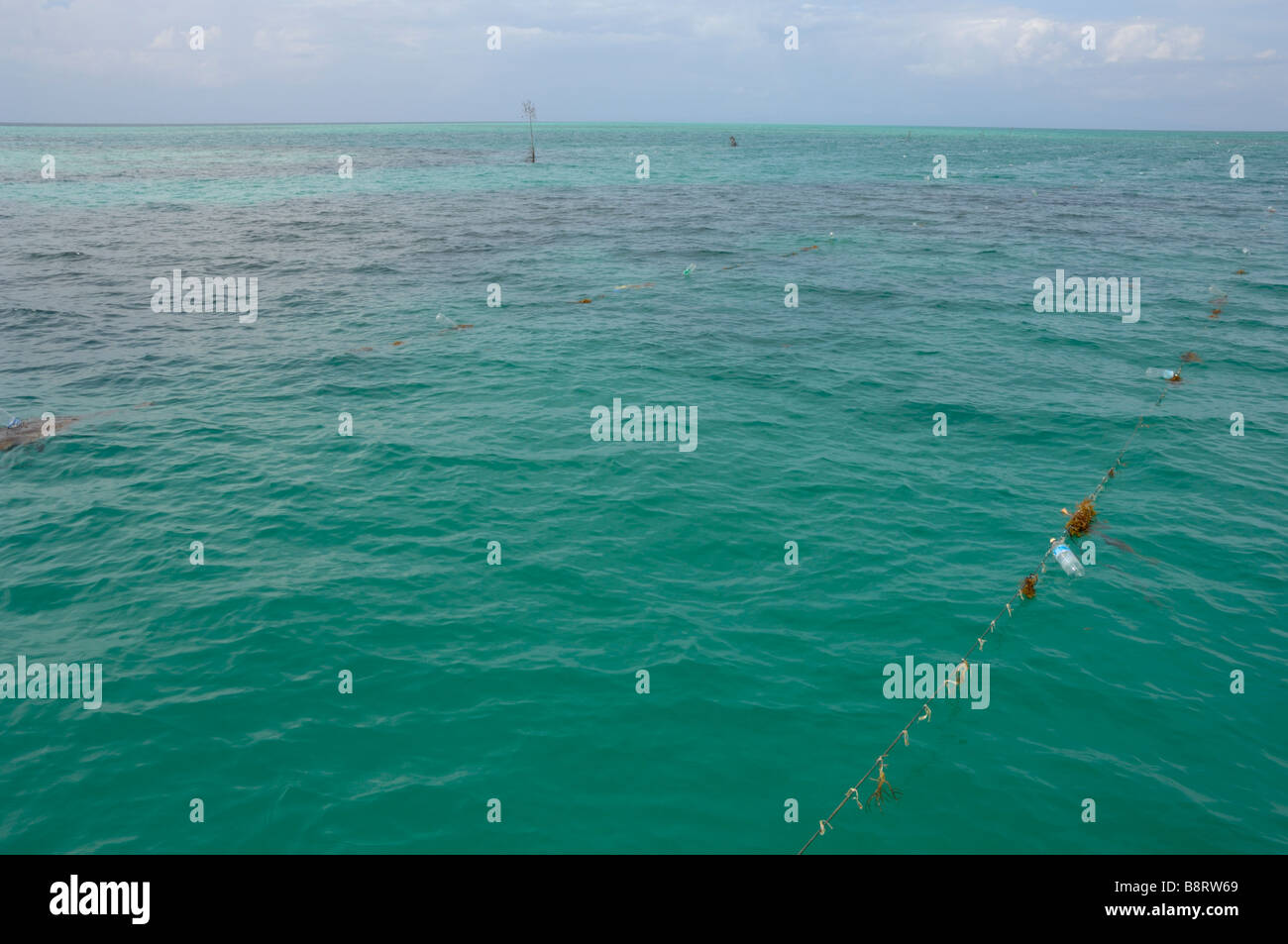 El cultivo de las algas Bajau