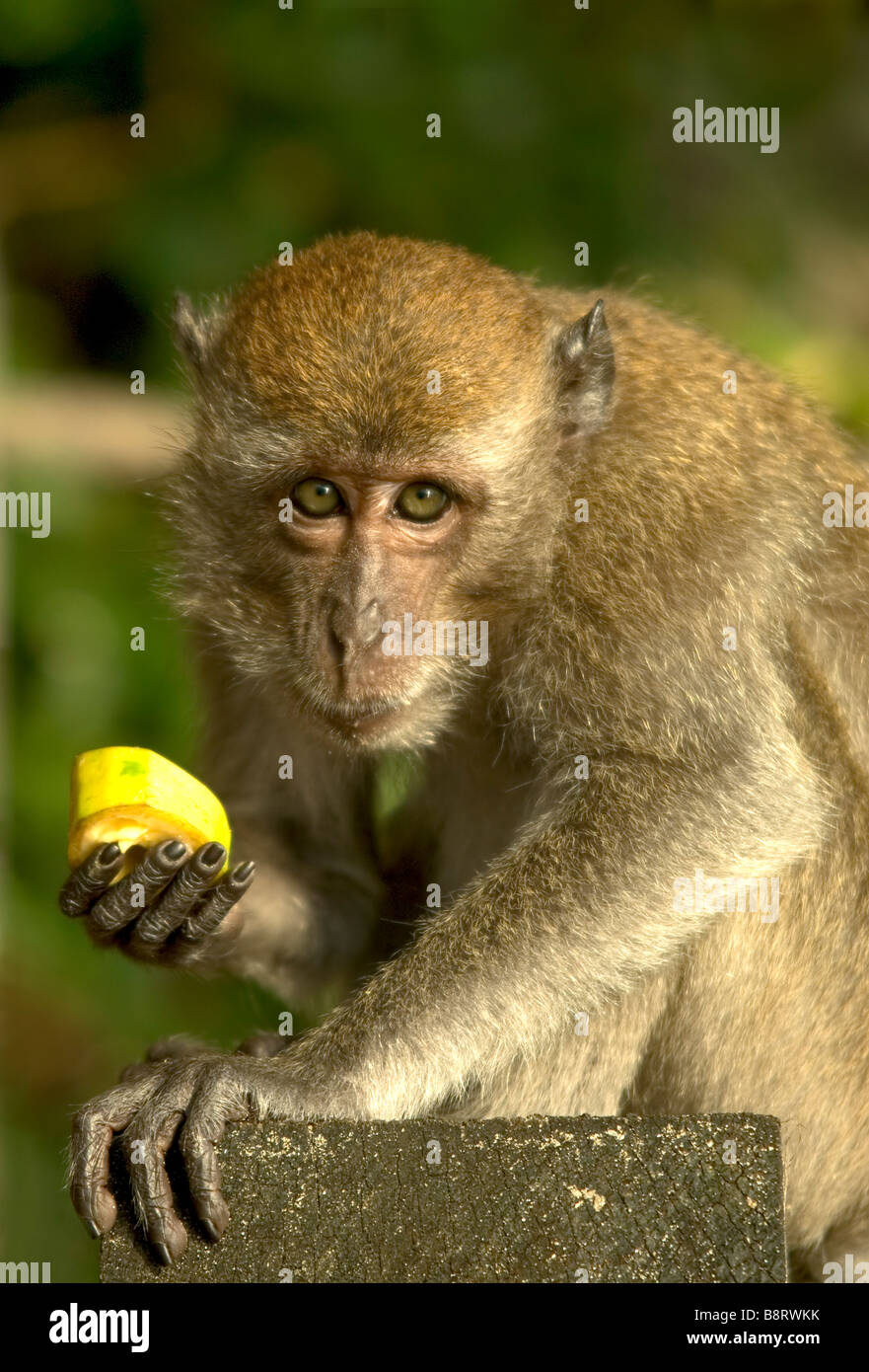 Imagen de retrato de un mono macaco con un pedazo de plátano mirando directamente a la cámara. Foto de stock