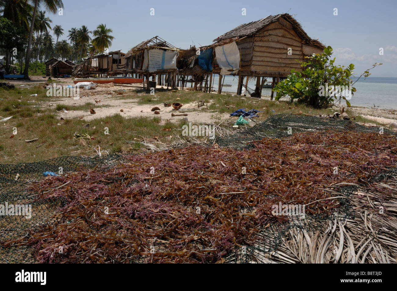 Secado de algas rojas en el sol en la isla de Pulau Maiga Semporna Sabah Malasia Borneo del sudeste de Asia Foto de stock
