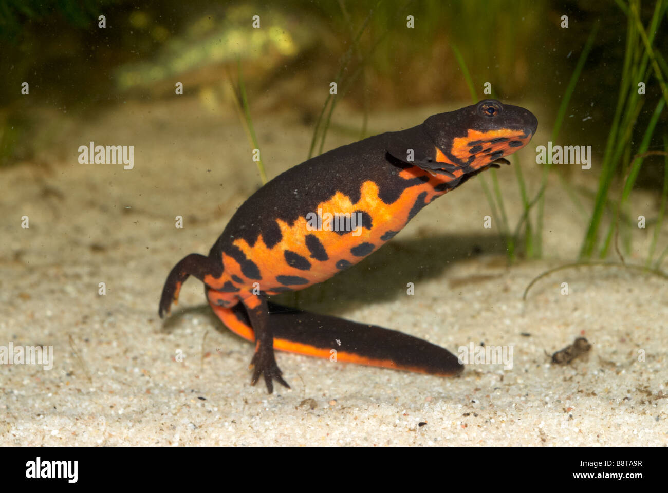 CYNOPS ORIENTALIS CHINO CURVA FUEGO NEWT Foto de stock
