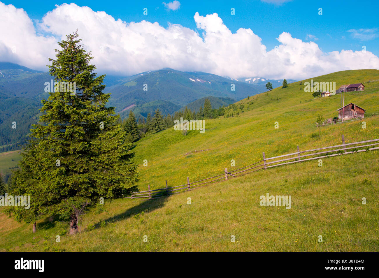Floración verano verde pradera con granja (Mt de los Cárpatos, Ucrania) Foto de stock
