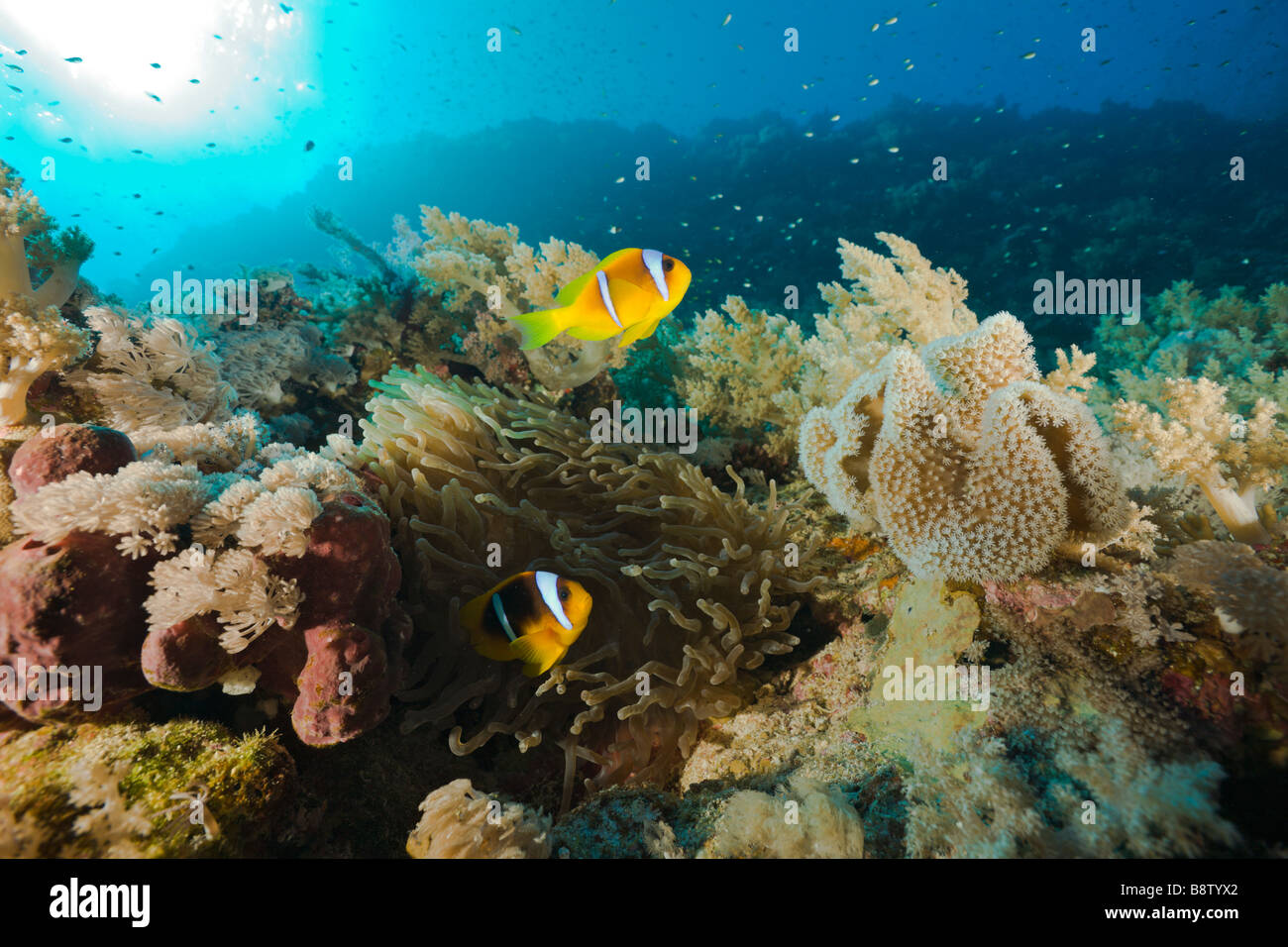 Par de Mar Rojo Anemonefish Amphiprion bicinctus St Johns Reef Rotes Meer Egipto Foto de stock