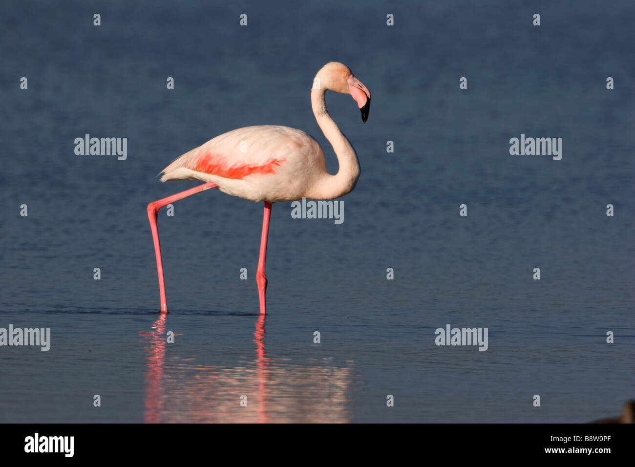 Mayor Flamingo Phoenicopteriformes ruber Foto de stock