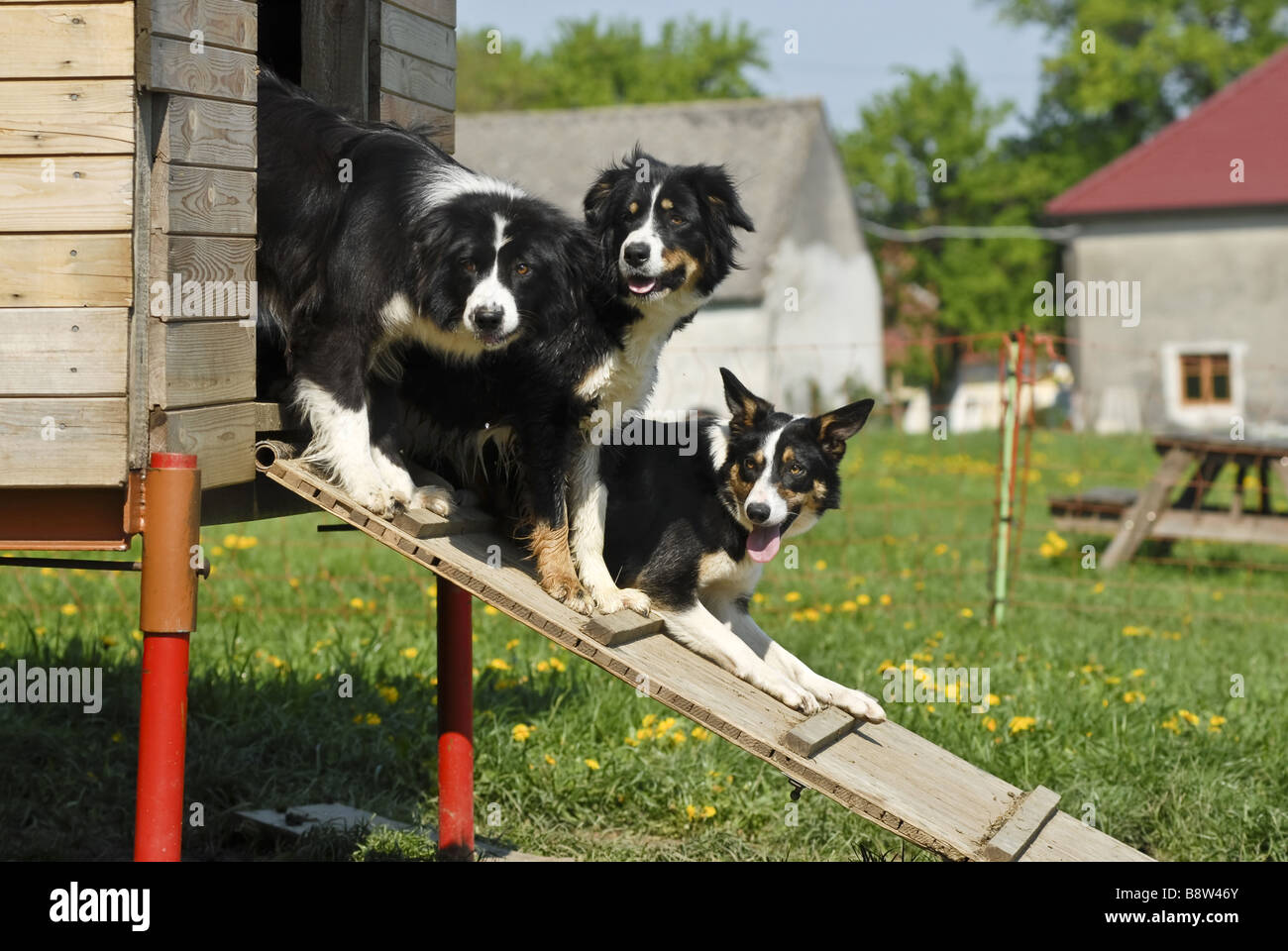 El Border Collie (Canis lupus familiaris) f., 3 perros observando desde la  escalera de su perrera Fotografía de stock - Alamy