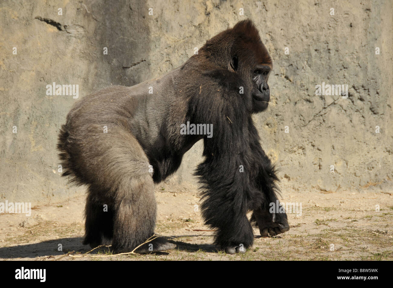 Gorila de las tierras bajas cautivo caminando. Foto de stock