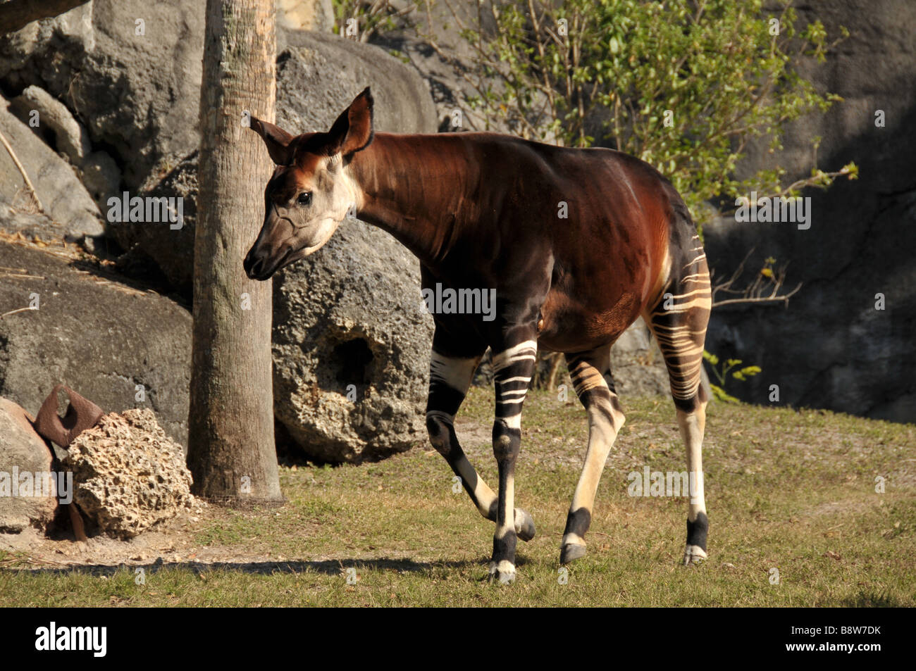 Okapi en zoo. Foto de stock