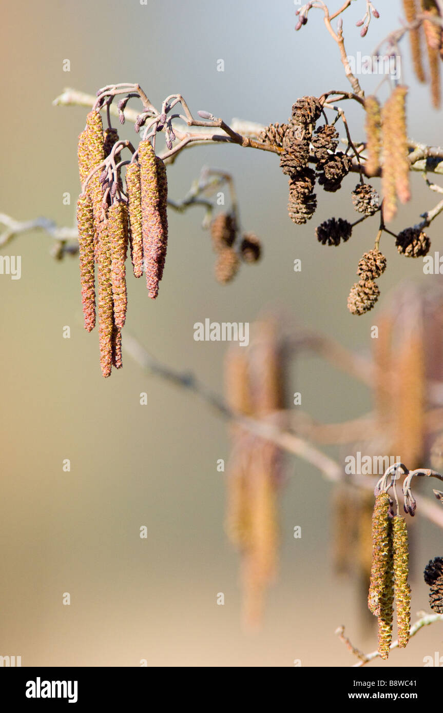 Amentos o semillas de aliso, Alnus glutinosa, árbol Foto de stock
