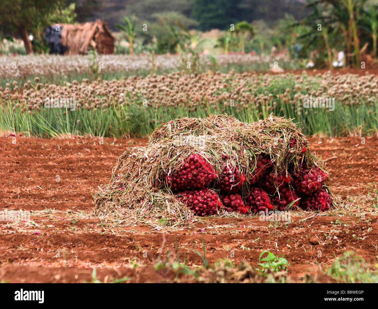 Tanzania comunidad agrícola rural un campo de cebollas Foto de stock