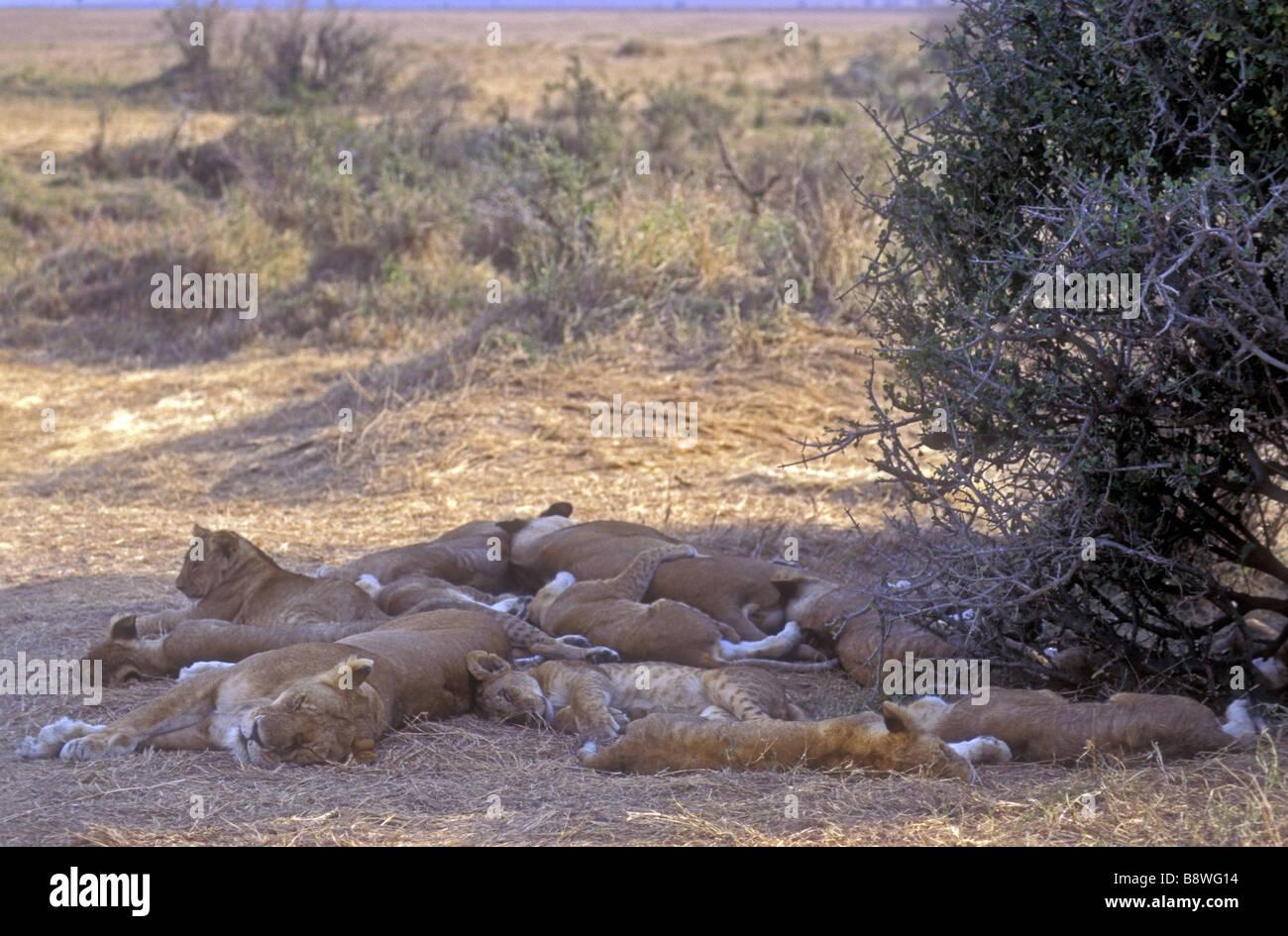Lion pride descansando en la sombra de un arbusto Reserva Nacional de Masai Mara en Kenya África Oriental Foto de stock