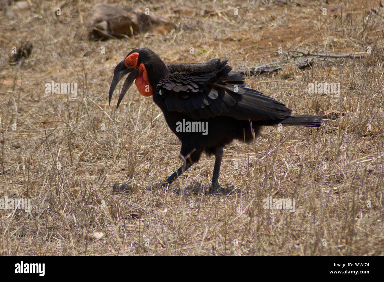 Bucero tierra austral Parque Nacional Kruger Sudáfrica Foto de stock