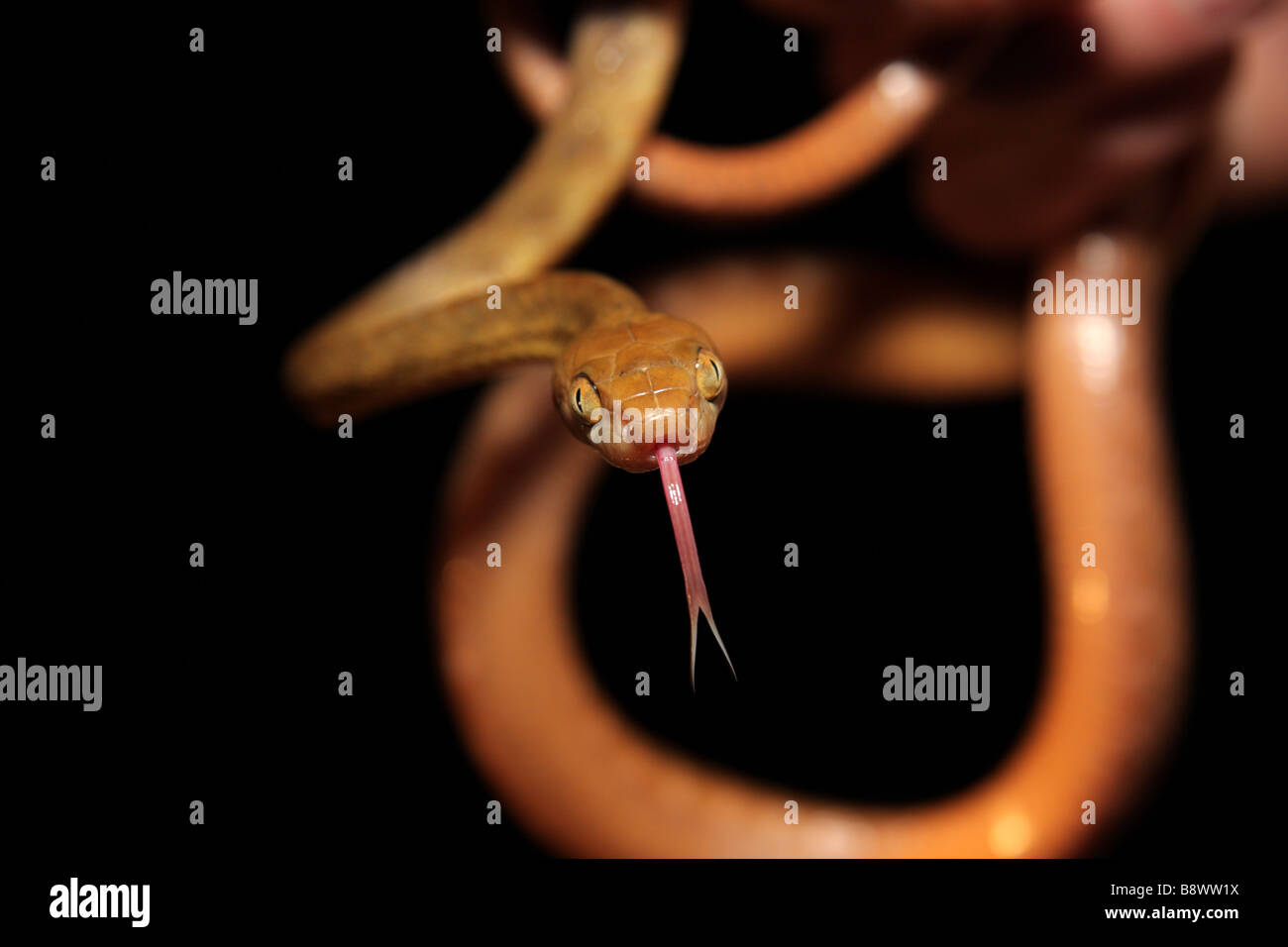 Brown Tree Snake (Boiga irregularis) Foto de stock