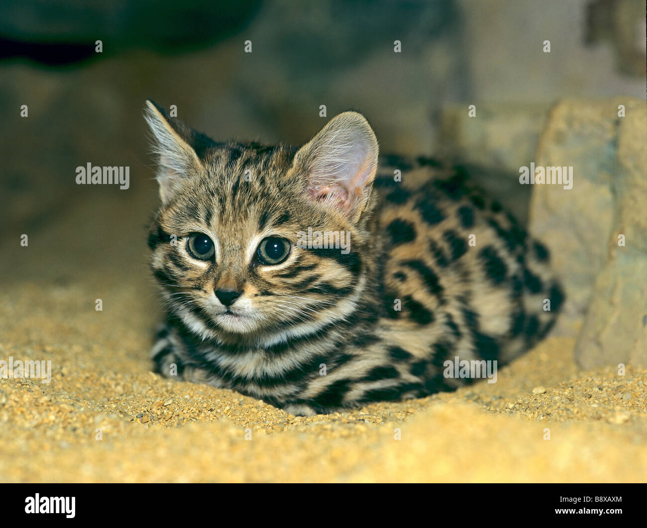 Gato de patas negras (Felis nigripes), gatito mintiendo Foto de stock