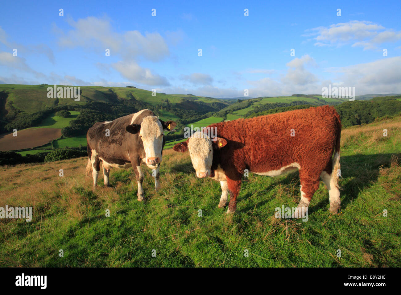 Y su vaca Simmental Hereford cruzar la pantorrilla. En una granja orgánica, en Powys, Gales, Reino Unido. Foto de stock