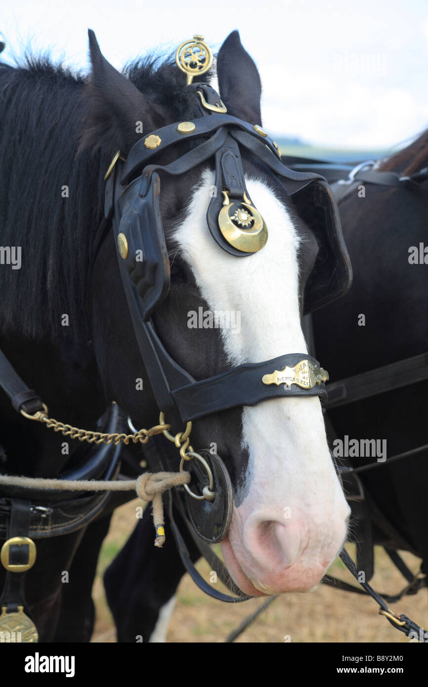 Los caballos. Shire Horse con caballo brasses, en el País de Gales Vintage de arada. Cerca de Walton, Powys, Gales. Foto de stock