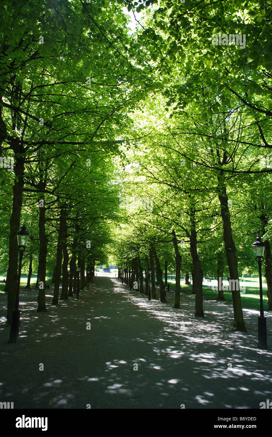 Los árboles de un parque Humlegarden en Estocolmo, Suecia. Foto de stock