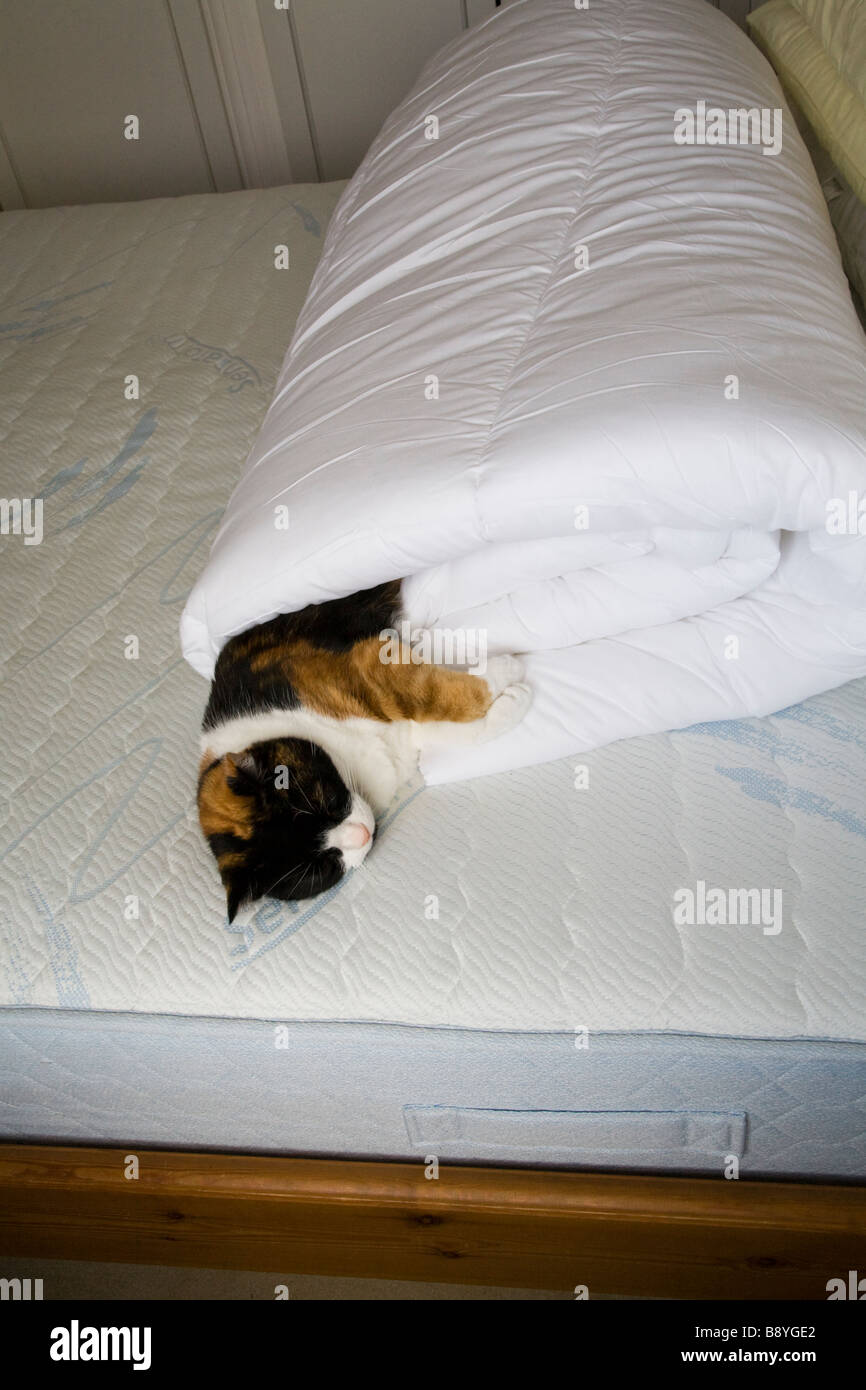 Un gato doméstico durmiendo en un edredón ENROLLADO EN UNA CAMA EN EL DORMITORIO Foto de stock