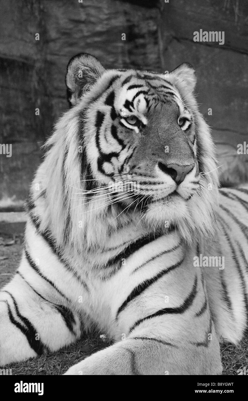 Un tigre de bengala macho Foto de stock