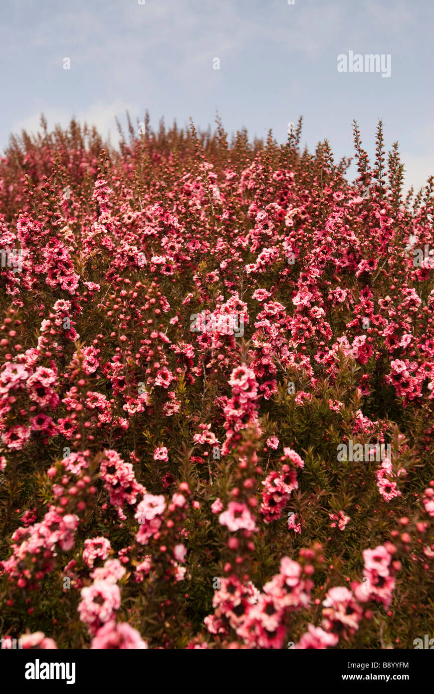 Flores de color rosa en la colina Foto de stock