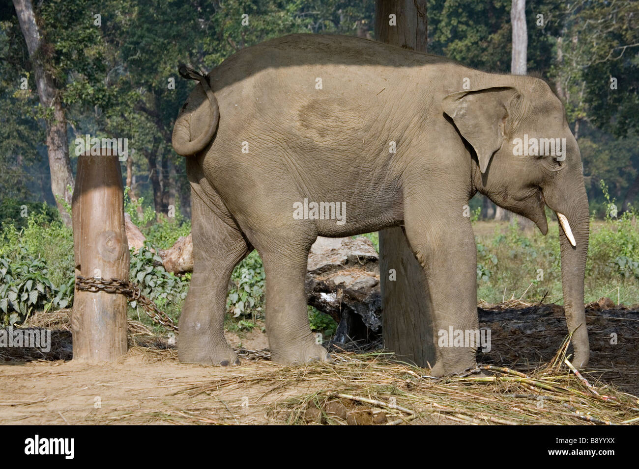 Centro de cría de elefantes del Parque Nacional de Chitwan Sauraha Nepal Foto de stock