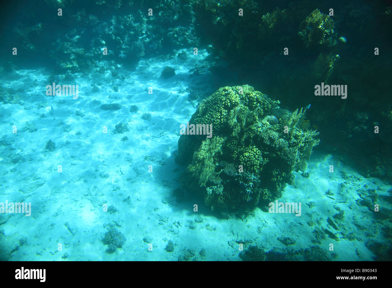 Los corales bajo el agua, en el mar Rojo, Egipto Foto de stock