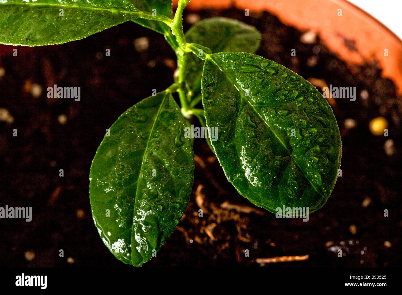 Primer plano de un nuevo crecimiento de árbol con gotas de agua en las hojas Foto de stock