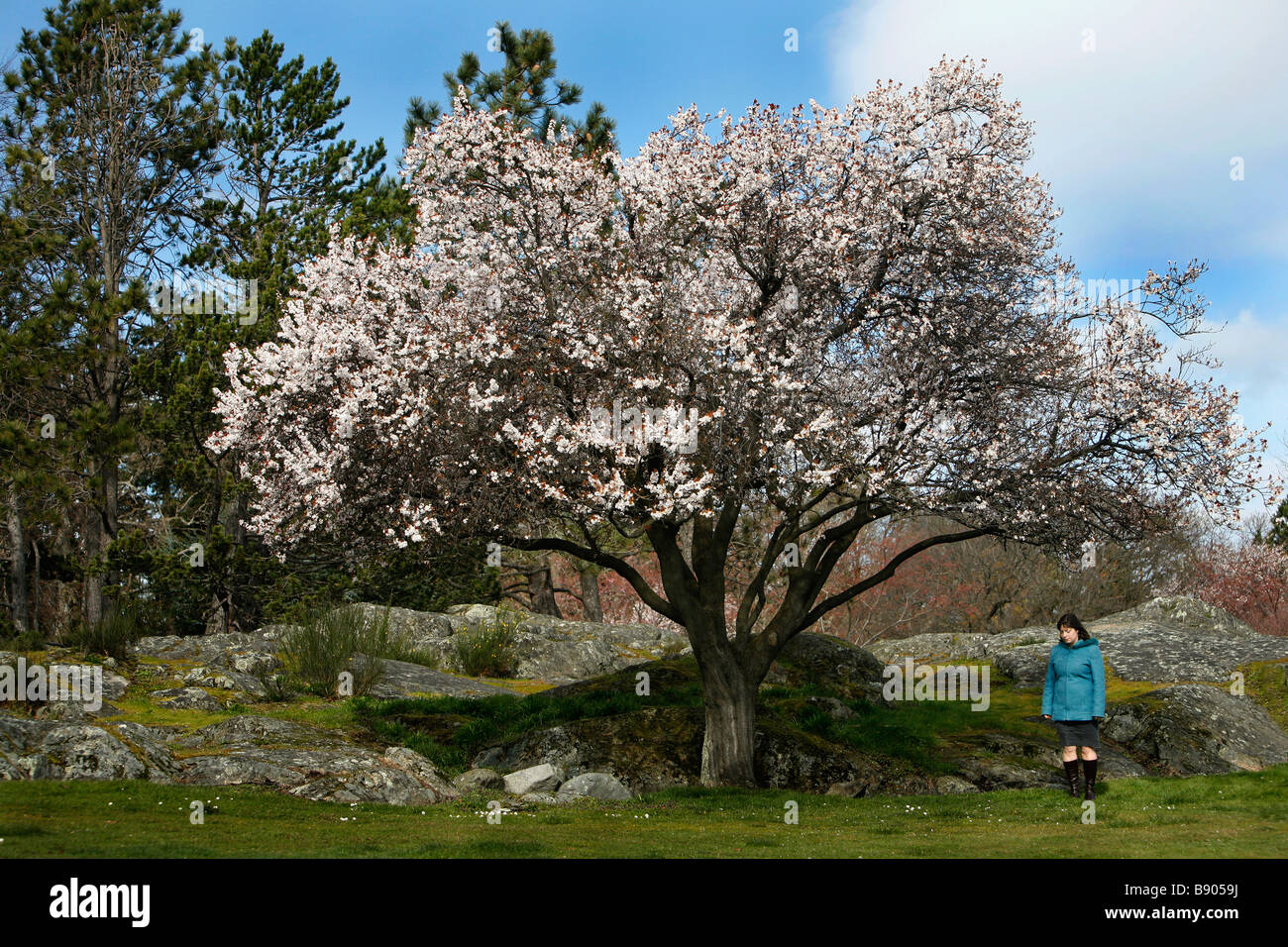 Una mujer joven se encuentra debajo de un árbol de cerezo en flor en Beacon Hill Park, Victoria, British Columbia, Canadá, en la temporada de primavera. Foto de stock