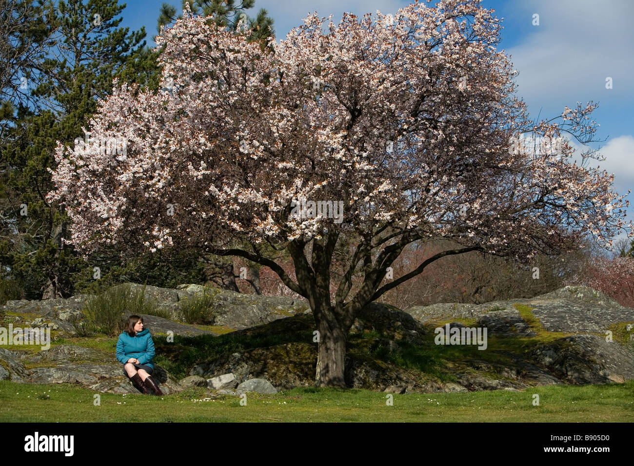 Una joven mujer se sienta bajo un árbol de cerezo en flor en Beacon Hill Park, Victoria, British Columbia, Canadá, en la temporada de primavera. Foto de stock