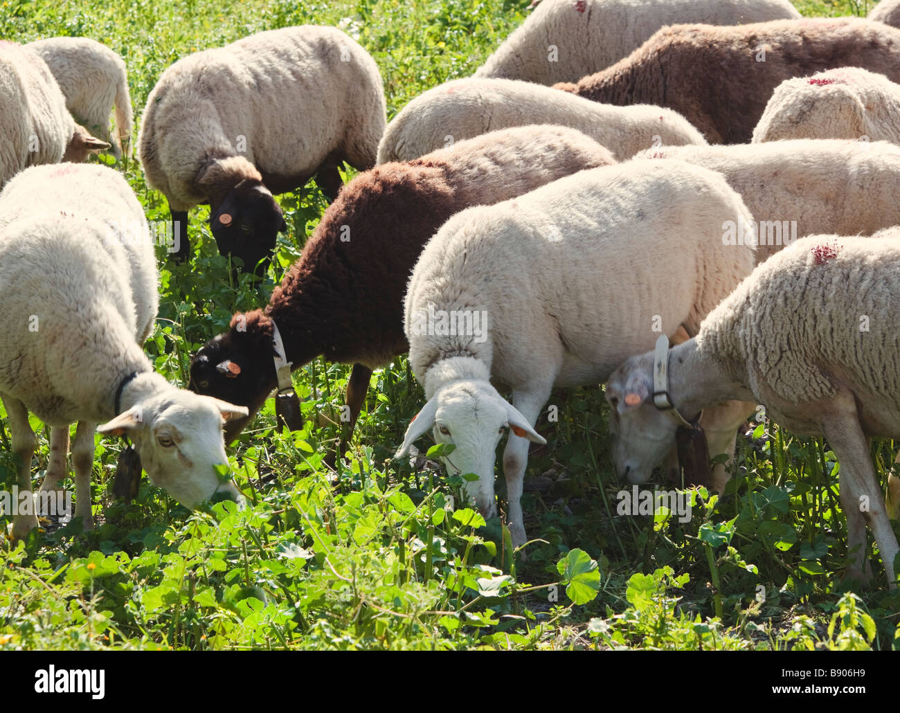 Rebaño de ovejas pastando en ricos pastizales cerca de El Chorro de Málaga España Foto de stock