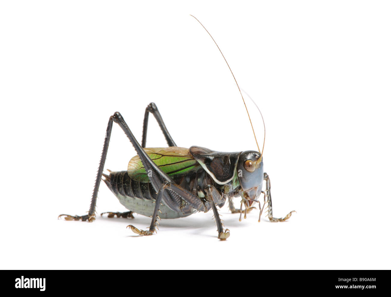 Grasshopper Gampsocleis gratiosa delante de un fondo blanco. Foto de stock