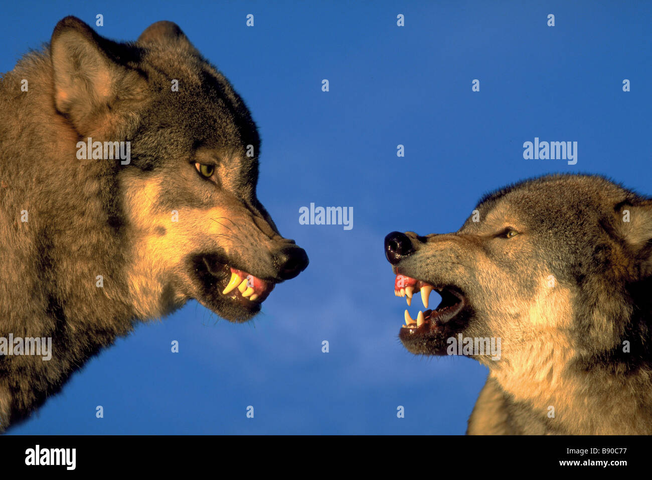 Featured image of post Fotos De Lobos Para Foto De Perfil In cio animais lobos