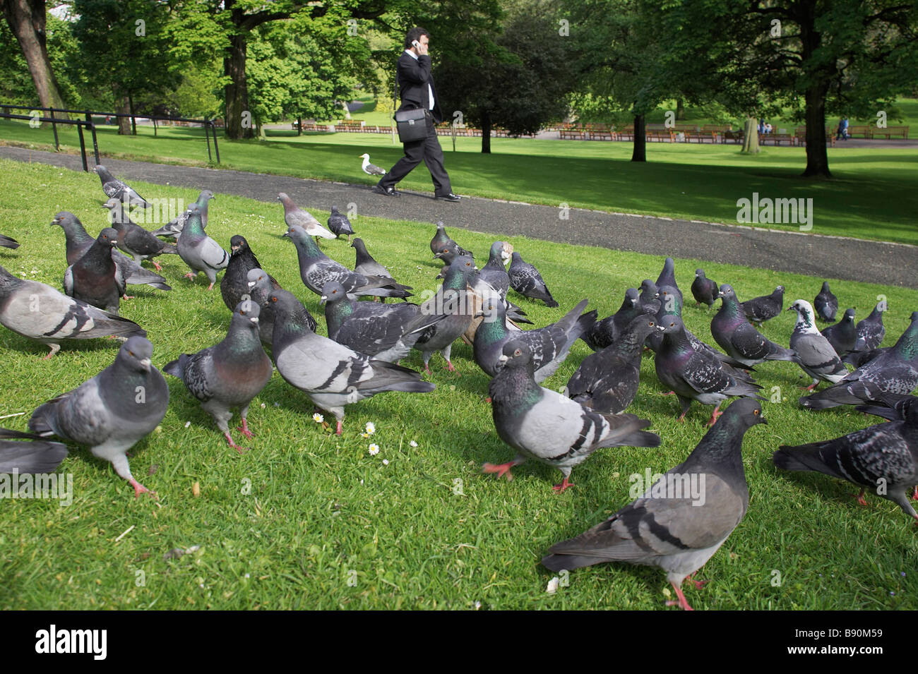 Feral palomas, palomas domésticas asilvestradas, Rock Las palomas (Columba livia domestica) en el parque de la ciudad con el transeúnte de teléfono móvil Foto de stock